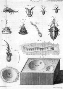 Réaumur-Haussard-Illustrations de Mémoires pour servir à l'histoire des insectes F-32-386