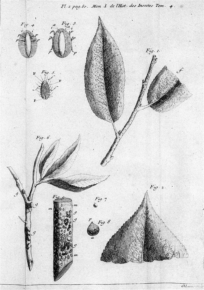 Réaumur-Lucas-Illustrations de Mémoires pour servir à l'histoire des insectes D-2-80