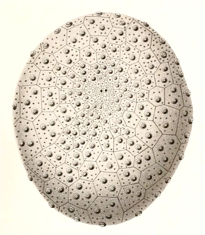 Résultats des campagnes scientifiques accomplies sur son yacht par Albert Ier - Fascicule XII (1898) planche 5 fig 13