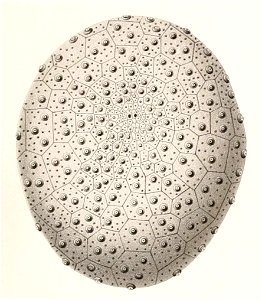 Résultats des campagnes scientifiques accomplies sur son yacht par Albert Ier - Fascicule XII (1898) planche 5 fig 13