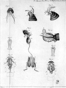 Réaumur-Filloeul-Illustrations de Mémoires pour servir à l'histoire des insectes E-34-520