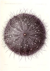 Résultats des campagnes scientifiques accomplies sur son yacht par Albert Ier - Fascicule XII (1898) planche 2