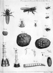 Réaumur-Haussard-Illustrations de Mémoires pour servir à l'histoire des insectes D-27-402