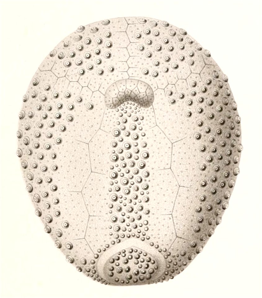 Résultats des campagnes scientifiques accomplies sur son yacht par Albert Ier - Fascicule XII (1898) planche 5 fig 12
