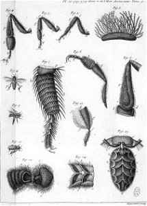 Réaumur-Haussard-Illustrations de Mémoires pour servir à l'histoire des insectes E-26-338