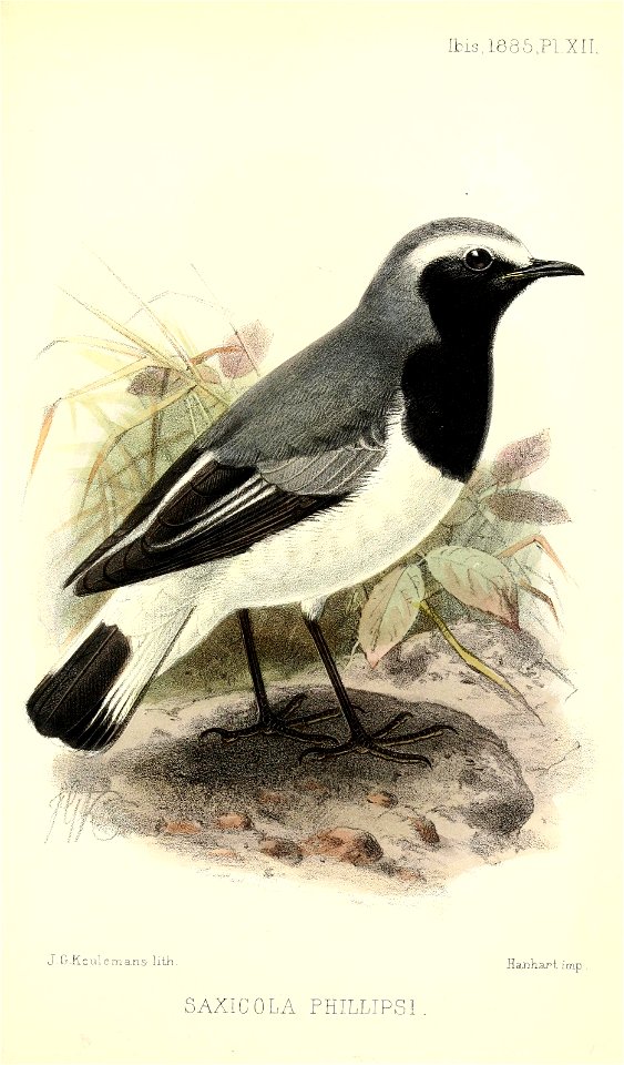 SaxicolaPhillipsiKeulemans