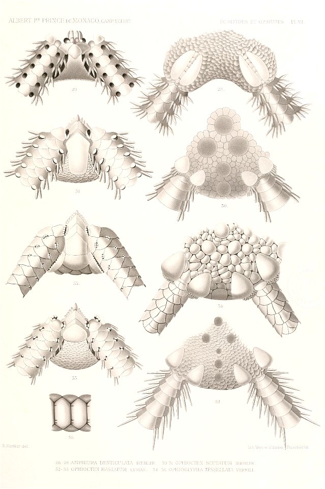 Résultats des campagnes scientifiques accomplies sur son yacht par Albert Ier - Fascicule XII (1898) planche 7