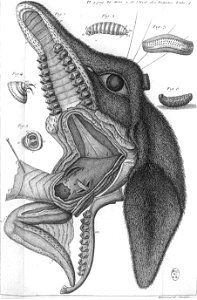 Réaumur-Haussard-Illustrations de Mémoires pour servir à l'histoire des insectes E-9-86