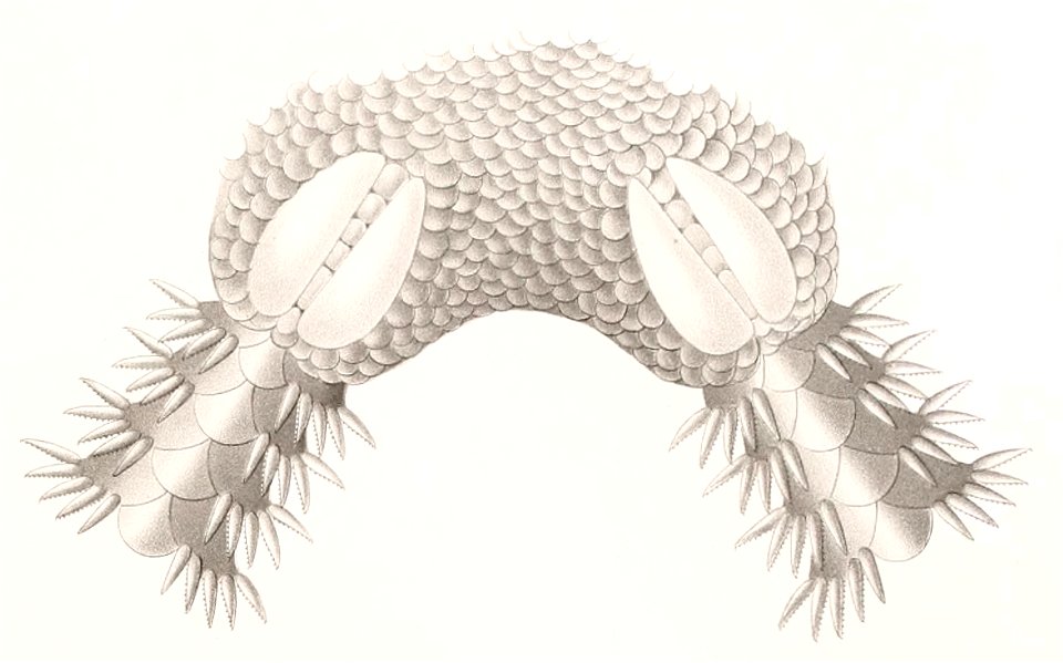Résultats des campagnes scientifiques accomplies sur son yacht par Albert Ier - Fascicule XII (1898) planche 7 fig 28