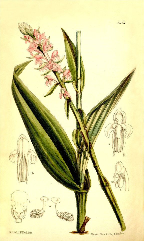 Satyrium nepalense - Curtis' 108 (Ser. 3 no. 38) pl 6625 (1882)