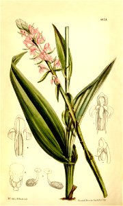 Satyrium nepalense - Curtis' 108 (Ser. 3 no. 38) pl 6625 (1882)