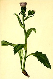 Saussurea macrophylla Atlas Alpenflora