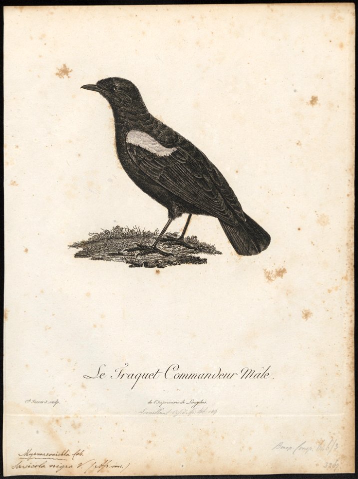 Saxicola nigra - 1796-1808 - Print - Iconographia Zoologica - Special Collections University of Amsterdam - UBA01 IZ16200348