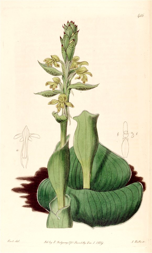 Satyrium bicorne (as Satyrium cucullatum) - Bot. Reg. 5 pl. 416 (1819)