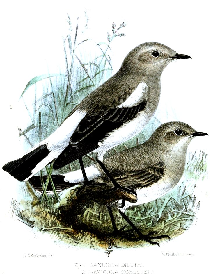 Saxicola4Keulemans