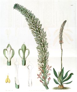 Sauroglossum nitidum (as Sauroglossum elatum) - Edwards vol 19 pl 1618 (1833). Free illustration for personal and commercial use.