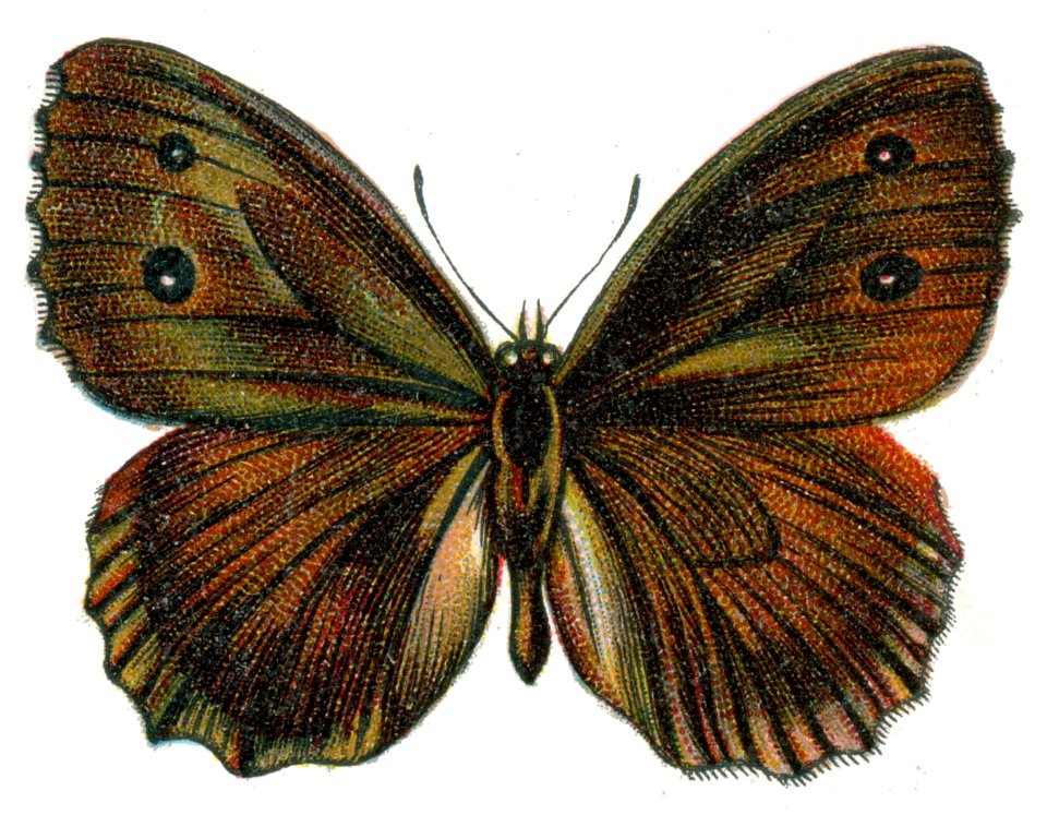 Satyrus dryas Nemos