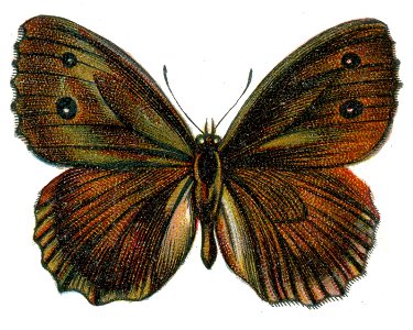 Satyrus dryas Nemos