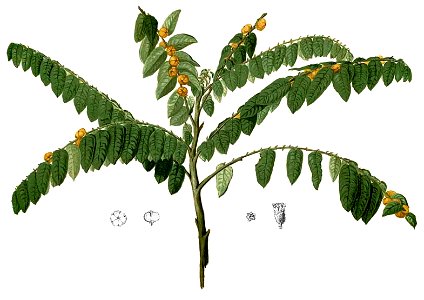 Sauropus villosus Blanco2.399-cropped