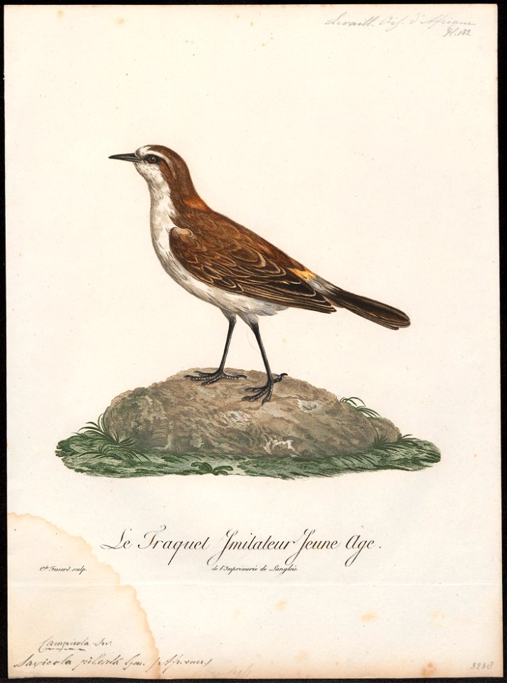 Saxicola pileata - 1796-1808 - Print - Iconographia Zoologica - Special Collections University of Amsterdam - UBA01 IZ16200308