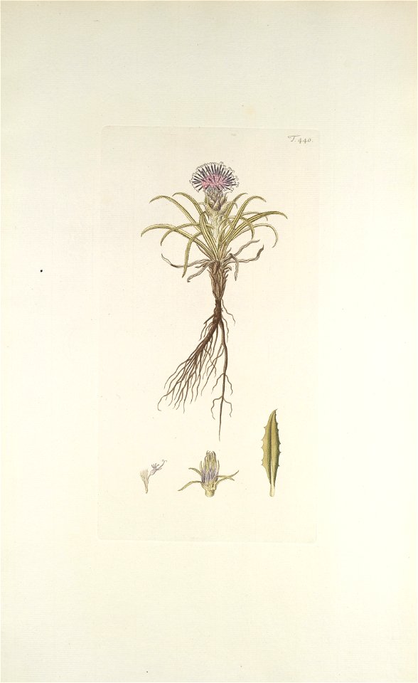 Saussurea pygmaea - 001x