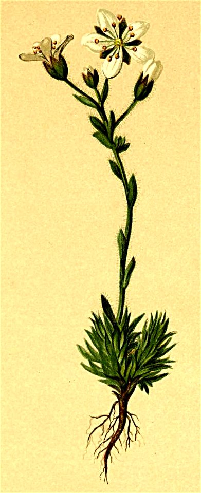 Saxifraga vandellii Atlas Alpenflora