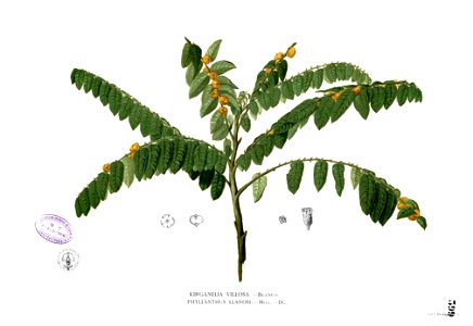 Sauropus villosus Blanco2.399
