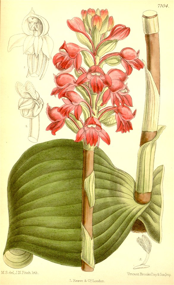 Satyrium membranaceum - Curtis' 116 (Ser. 3 no. 46) pl 7104 (1890)
