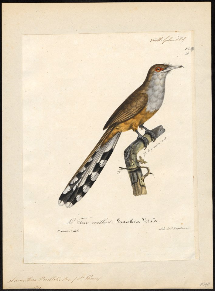 Saurothera vieilloti - 1825-1834 - Print - Iconographia Zoologica - Special Collections University of Amsterdam - UBA01 IZ18800187