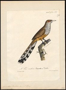 Saurothera vieilloti - 1825-1834 - Print - Iconographia Zoologica - Special Collections University of Amsterdam - UBA01 IZ18800187