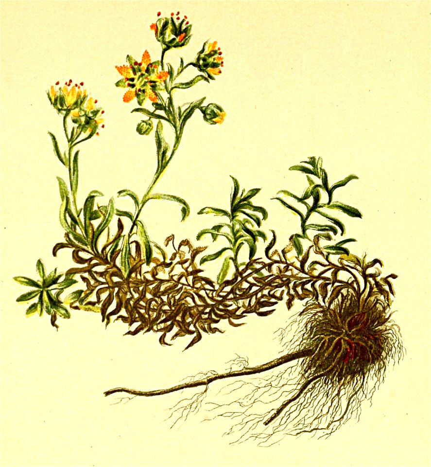 Saxifraga aizoides Atlas Alpenflora