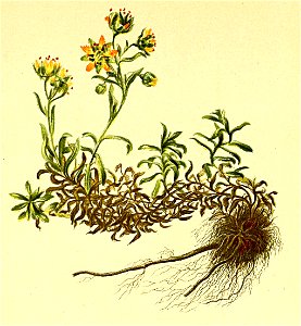 Saxifraga aizoides Atlas Alpenflora
