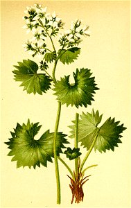 Saxifraga rotundifolia Atlas Alpenflora