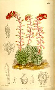 Saxifraga grisebachii 136-8308