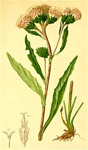 Saussurea alpina Atlas Alpenflora