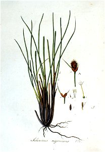 Schoenus nigricans — Flora Batava — Volume v3