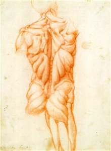School of Michelangelo Buonarroti - Écorché study c. 1518, RCIN 990802