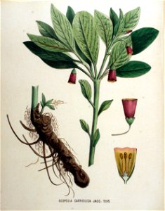 Scopolia carniolica — Flora Batava — Volume v16