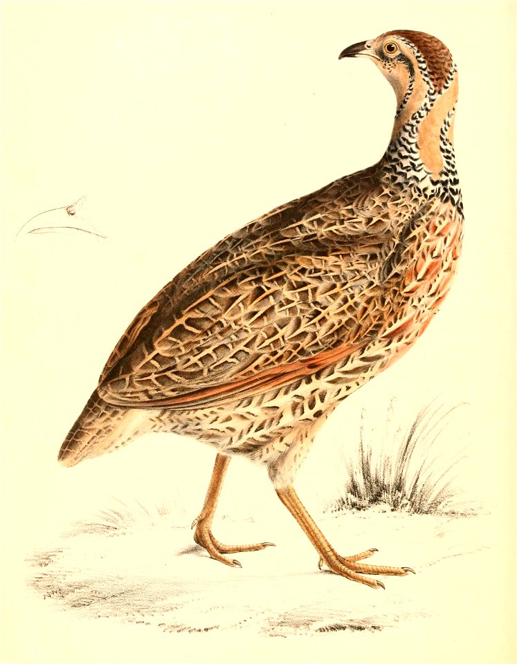 Scleroptila levaillantii female 1838