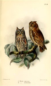 ScopsKeulemans