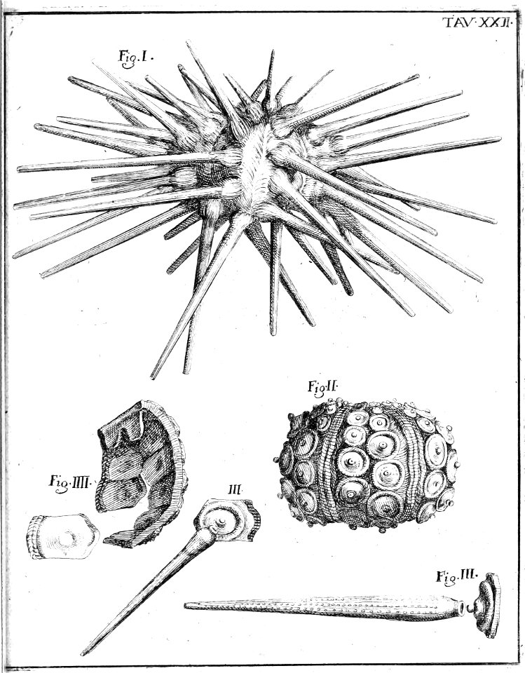 Scilla plate 22