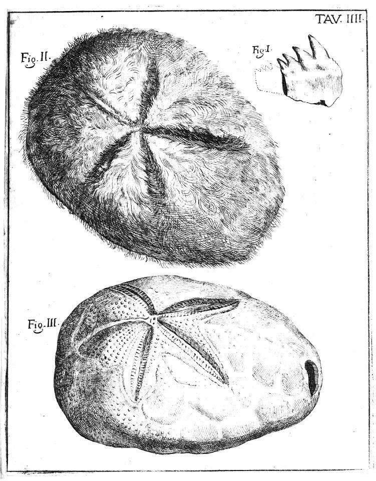 Scilla plate 4
