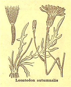 Scorzoneroides autumnalis