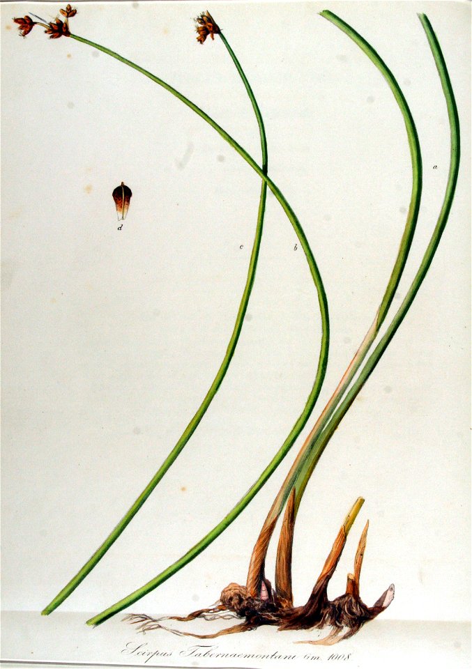 Scirpus tabernaemontani — Flora Batava — Volume v13