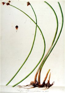 Scirpus tabernaemontani — Flora Batava — Volume v13