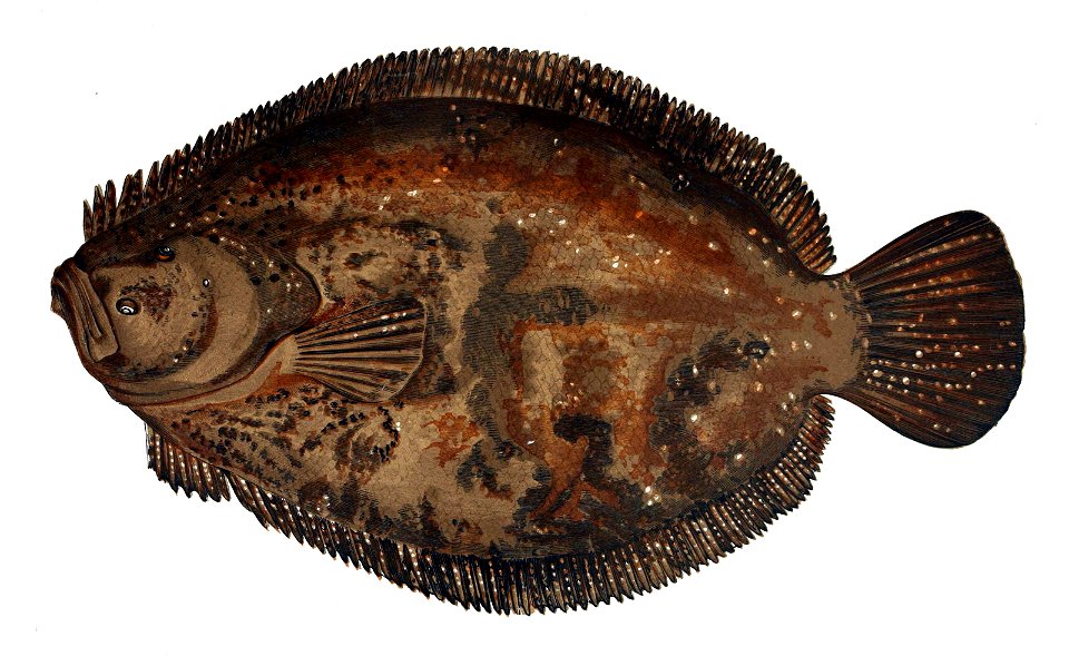 Scophthalmus rhombus Gervais