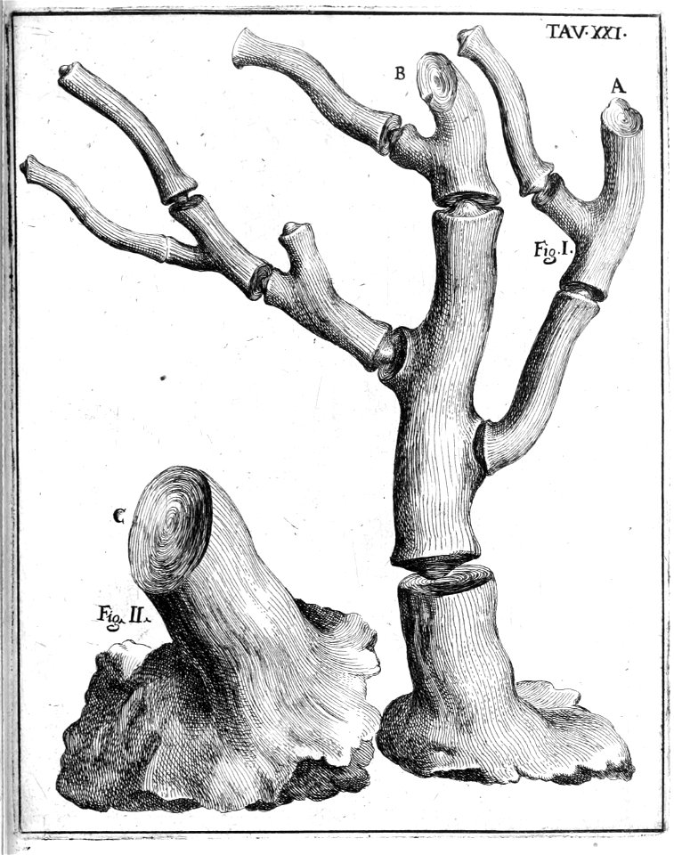 Scilla plate 21