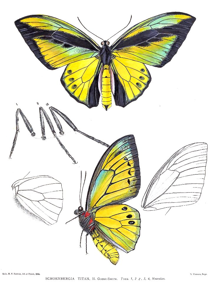 SchoenbergiaTitanRippon