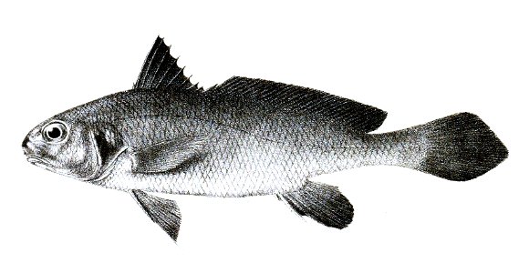 Sciaena belengeri Ford 44