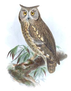 ScopBruciiKeulemans